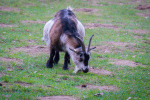Wildpark Schwarze Berge