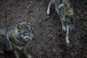 Wildpark Schwarze Berge