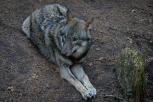 Wildpark Schwarze Berge