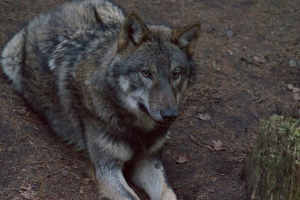 Wildpark Schwarze Berge