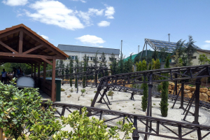 Buffalo Coaster
