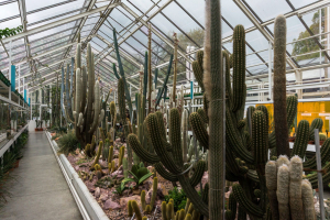 Sukkulenten-Sammlung