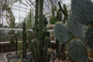 Sukkulenten-Sammlung