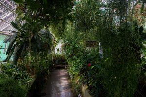 Sukkulenten-Sammlung