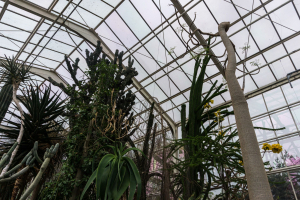 Sukkulenten-Sammlung