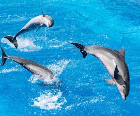 Delfine hoch über Benidorm